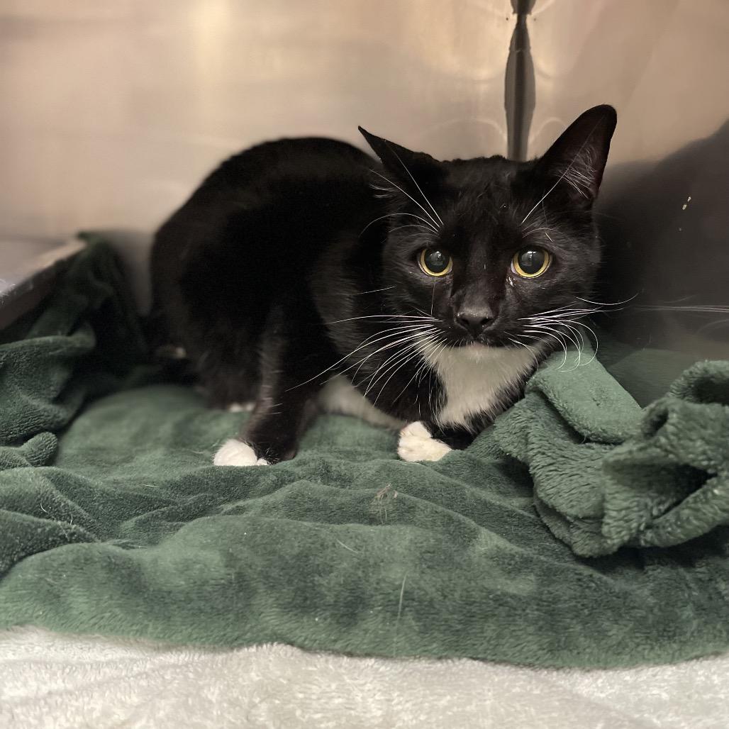 Gatsby, a Adoptable Domestic Short Hair in Lake Panasoffkee, FL image 4/4