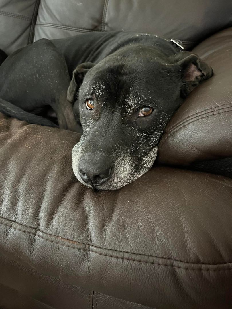 Bear, Adopted, Adult Male Staffordshire Bull Terrier & Mixed Breed.