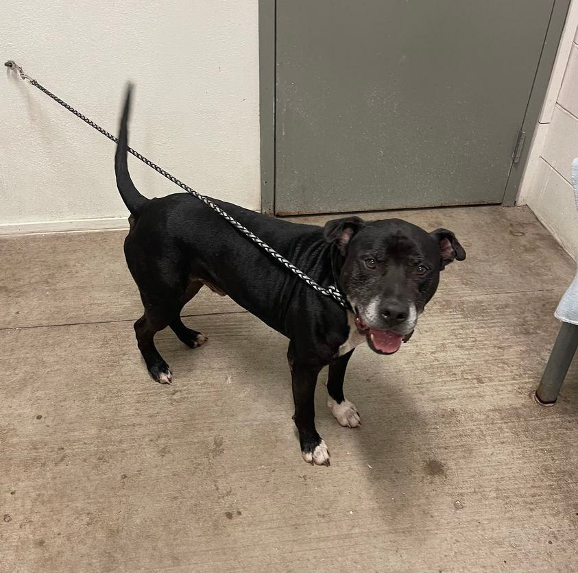 Enlarge Bear, a Adopted mixed breed in Deltona, FL image 2/3