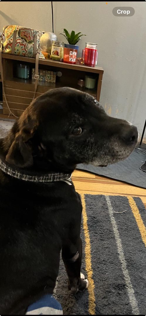 Enlarge Bear, a Adopted mixed breed in Deltona, FL image 3/3