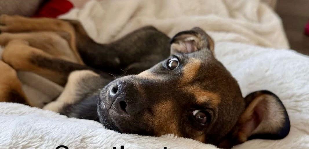 Enlarge Peter, a Adopted Shepherd in Lake Hopatcong, NJ image 1/3