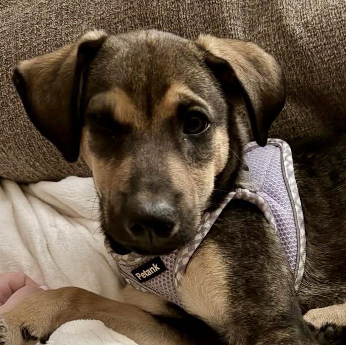 Enlarge Peter, a Adopted Shepherd in Lake Hopatcong, NJ image 2/3