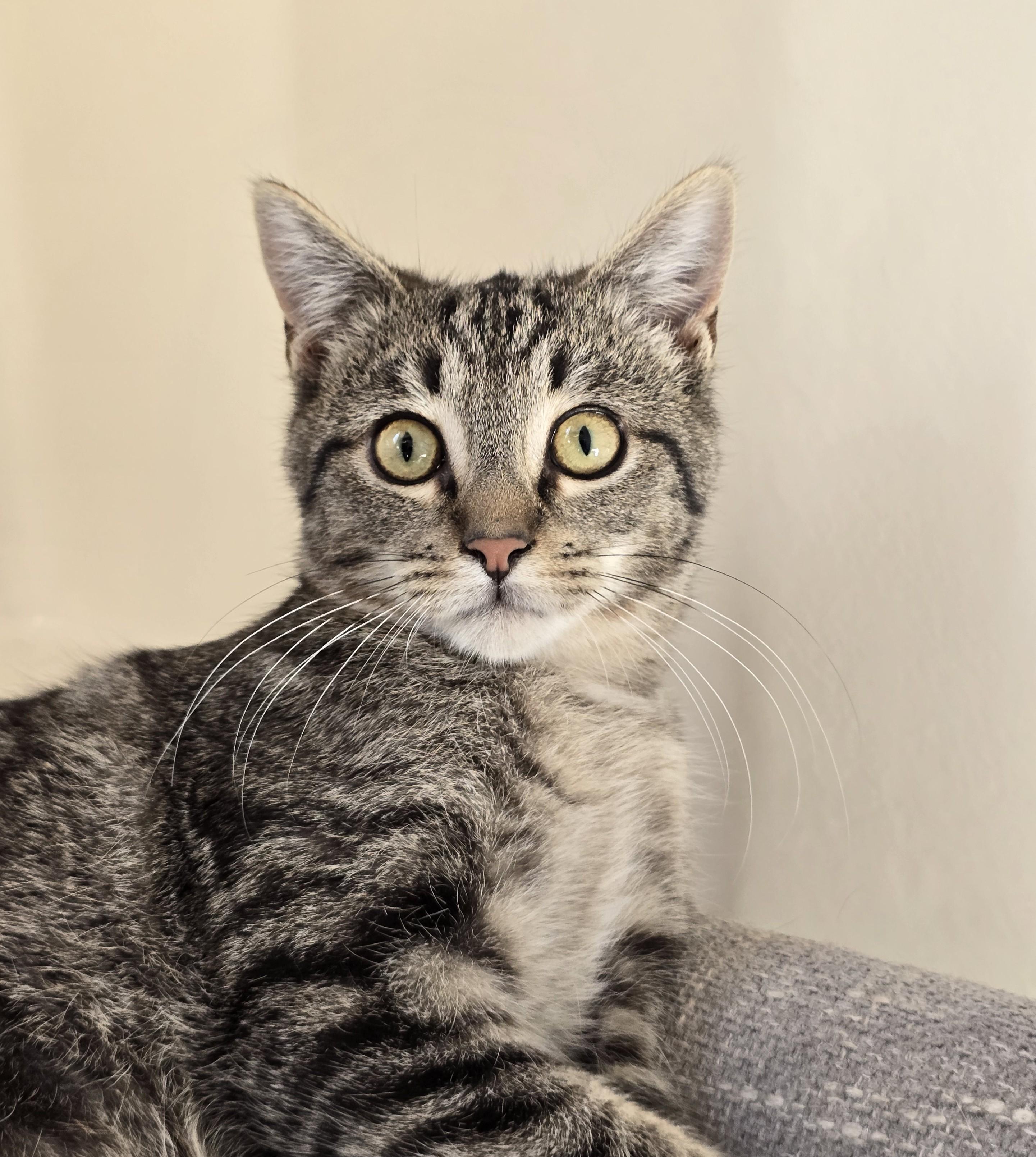 Apollo, a ADOPTABLE Domestic Short Hair in Wilmington, NC image 2/2