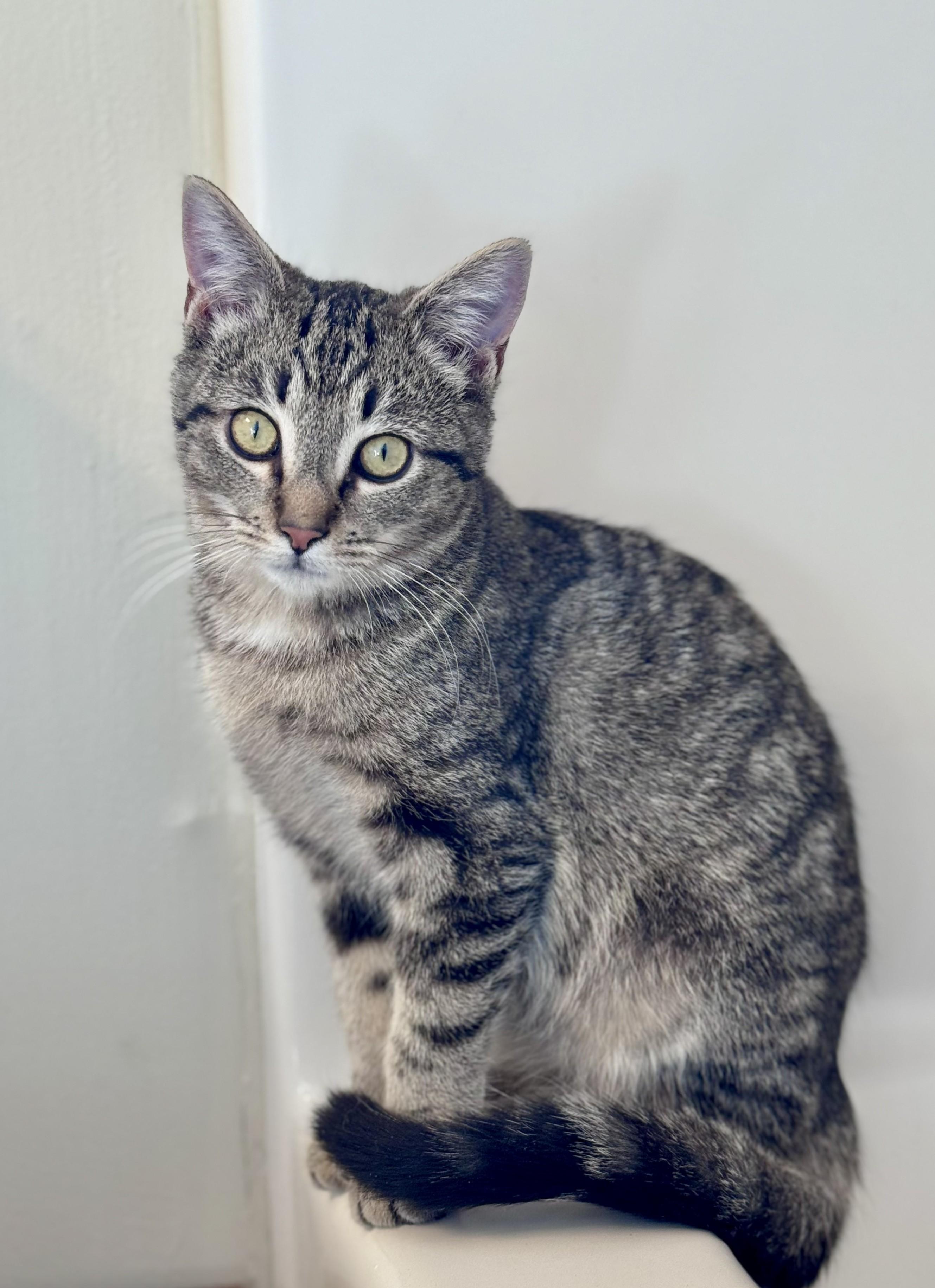 Apollo, a ADOPTABLE Domestic Short Hair in Wilmington, NC image 1/2