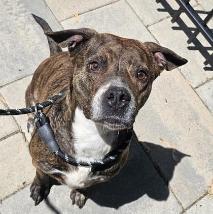 Mozzy, a Adoptable mixed breed in Scotia, NY image 2/2