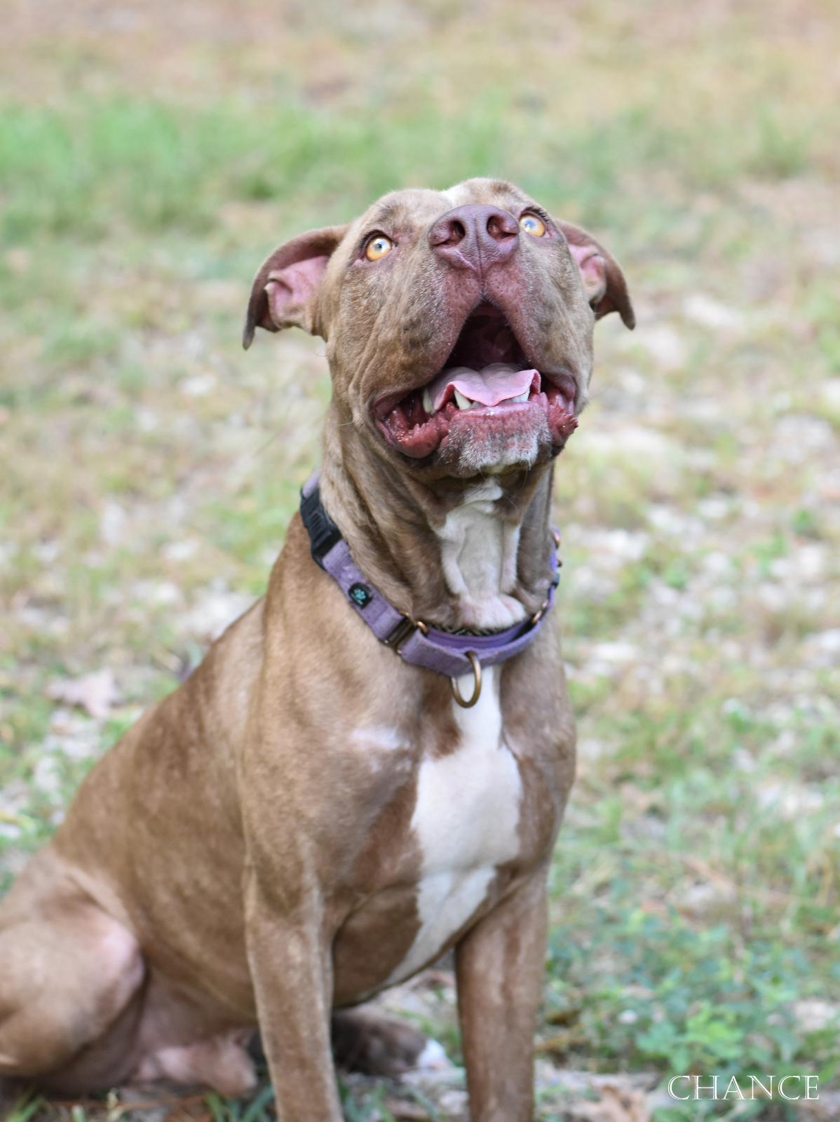 Enlarge Chance, a Adoptable mixed breed in Kansas City , MO image 4/6