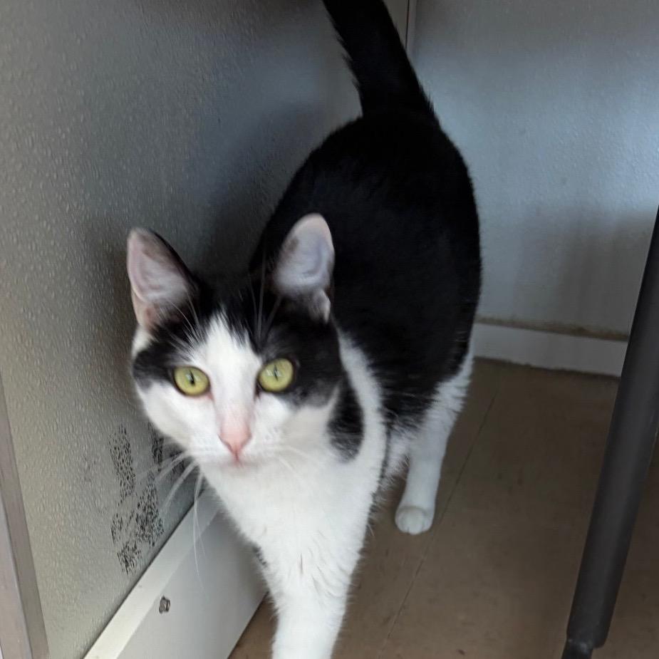 Enlarge Delilah, a Adoptable Domestic Short Hair in Greensboro, GA image 2/2