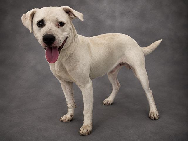 KINDLE, Adoptable, Young Male American Bulldog & Mixed Breed.