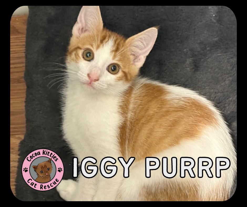 Iggy Purrp, Adopted, Young Male Domestic Short Hair.