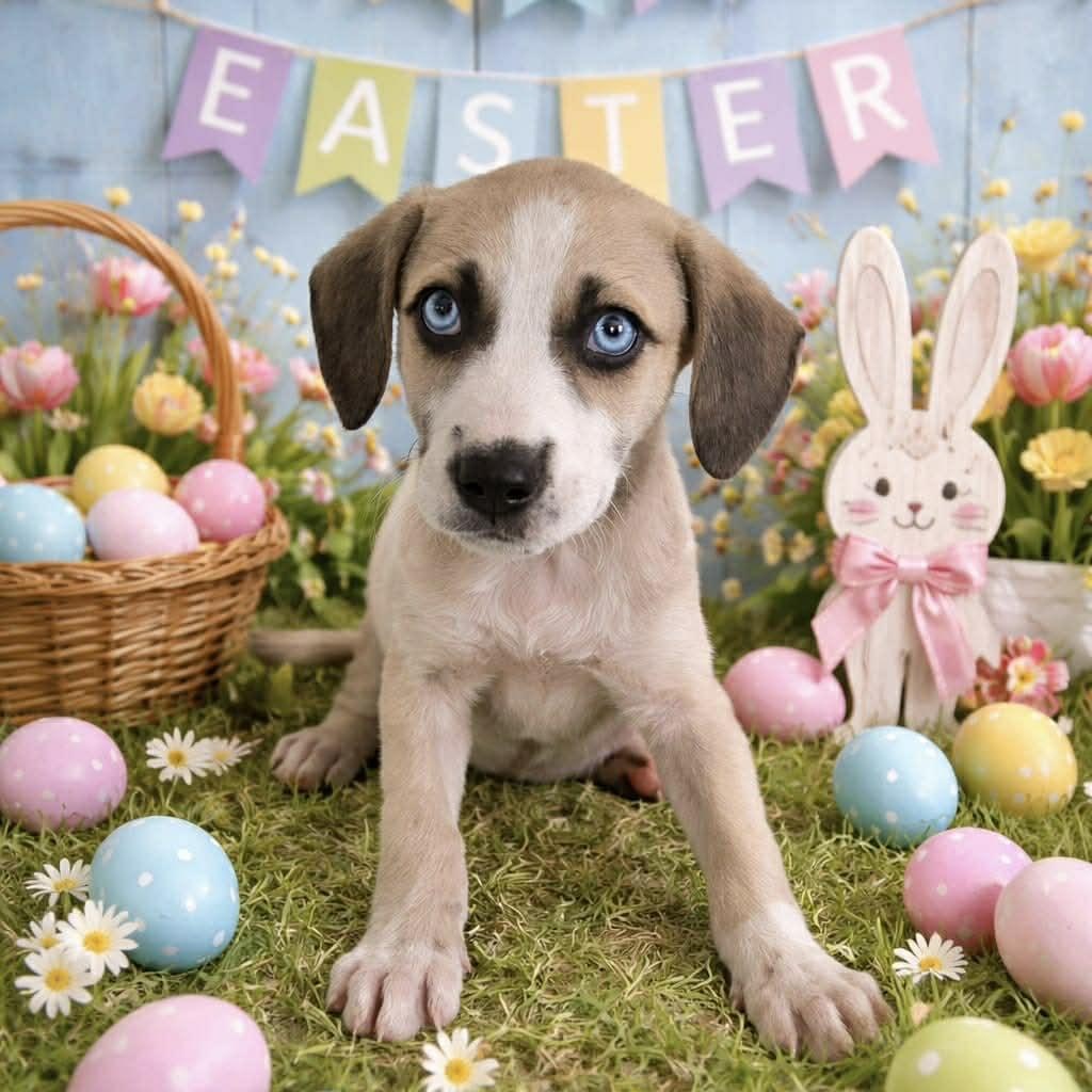 Enlarge May, a ADOPTABLE mixed breed in Warren, NJ image 1/2