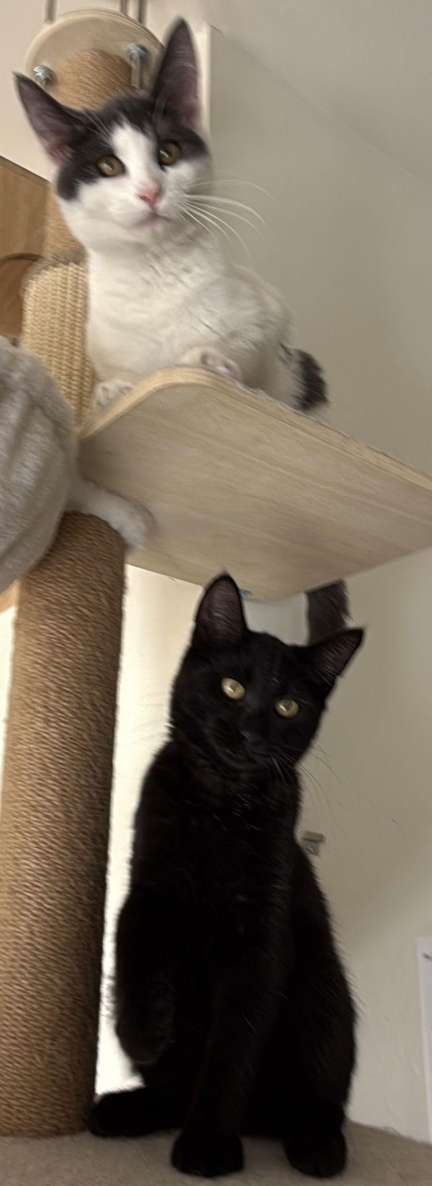 Georgie & Lucky - plucky, playful pair - CCC, a Adopted mixed breed in San Luis Obispo, CA image 1/3