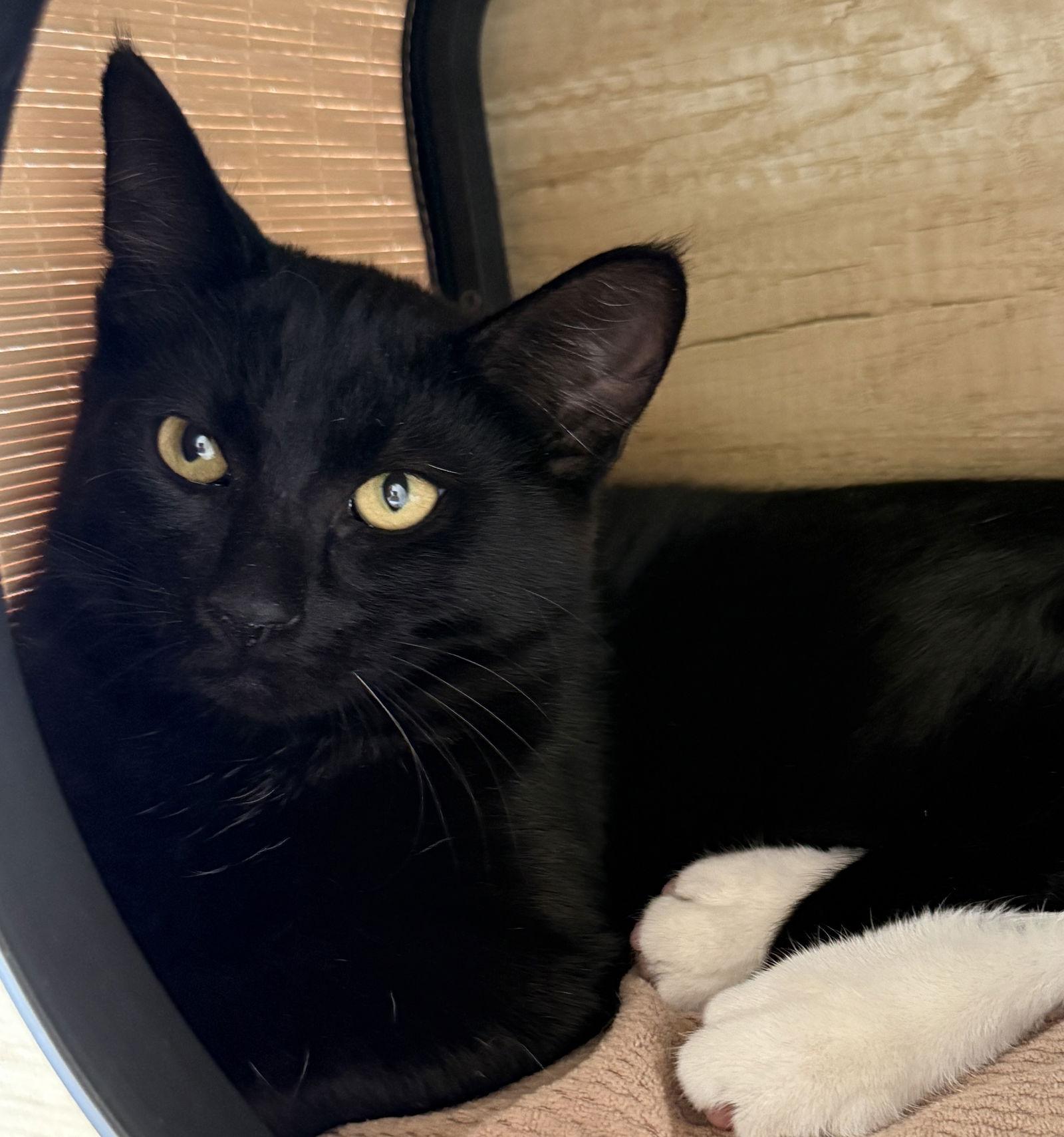 Georgie & Lucky - plucky, playful pair - CCC, a Adopted mixed breed in San Luis Obispo, CA image 2/3