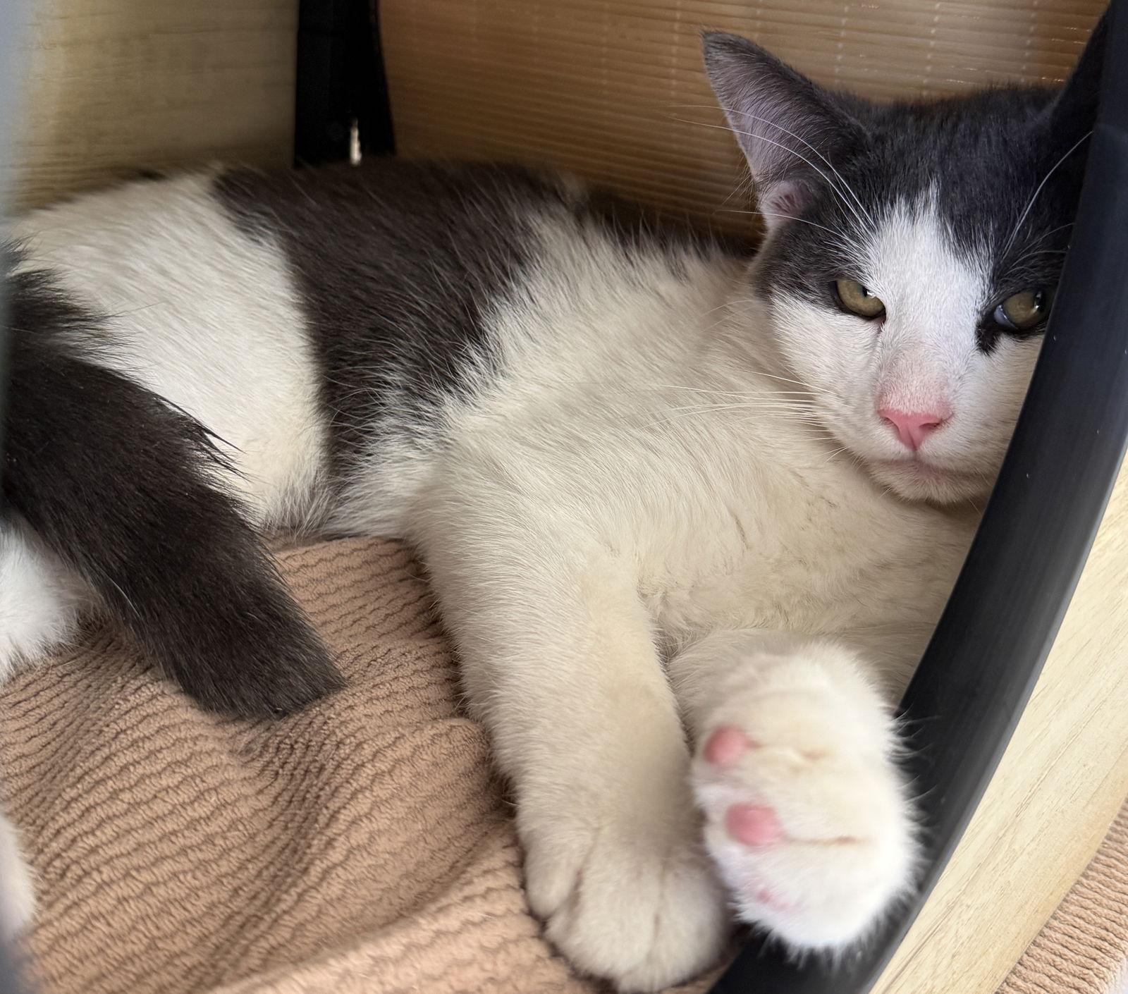 Georgie & Lucky - plucky, playful pair - CCC, a Adopted mixed breed in San Luis Obispo, CA image 3/3