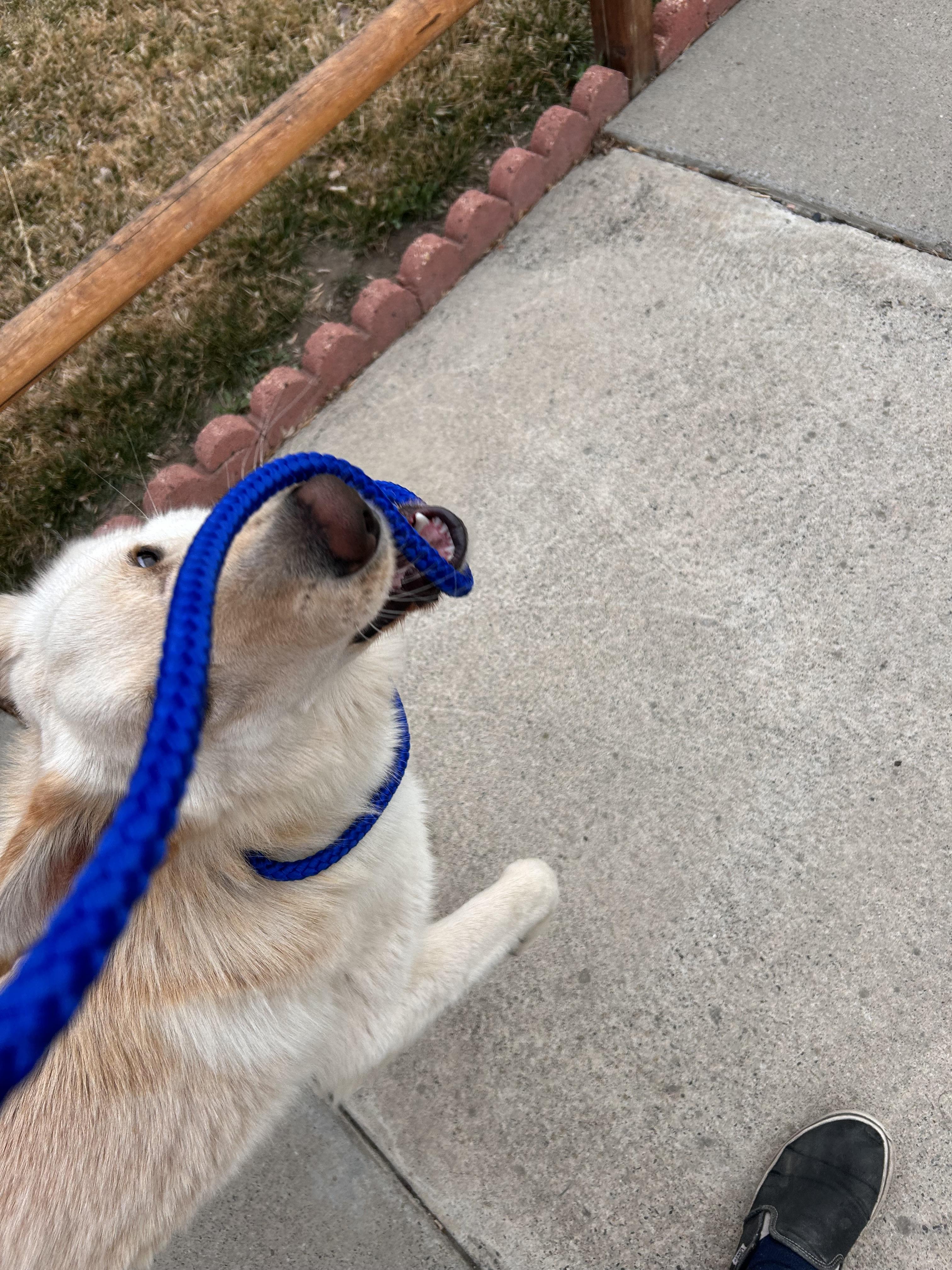 Enlarge Olaf, an adoptable German Shepherd Dog in Newport, WA image 5/6