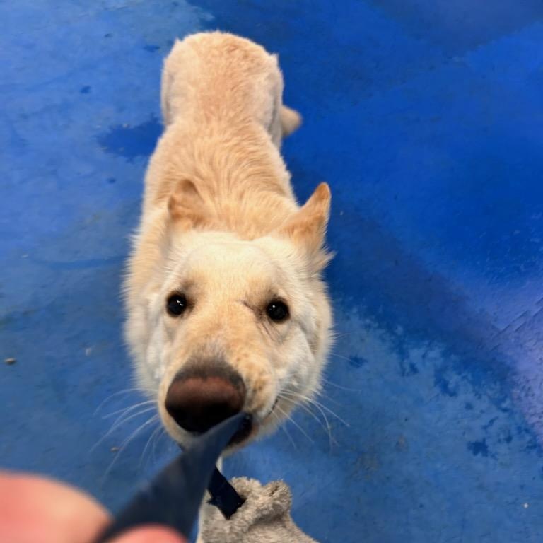 Olaf, adopted, Young Male German Shepherd Dog.