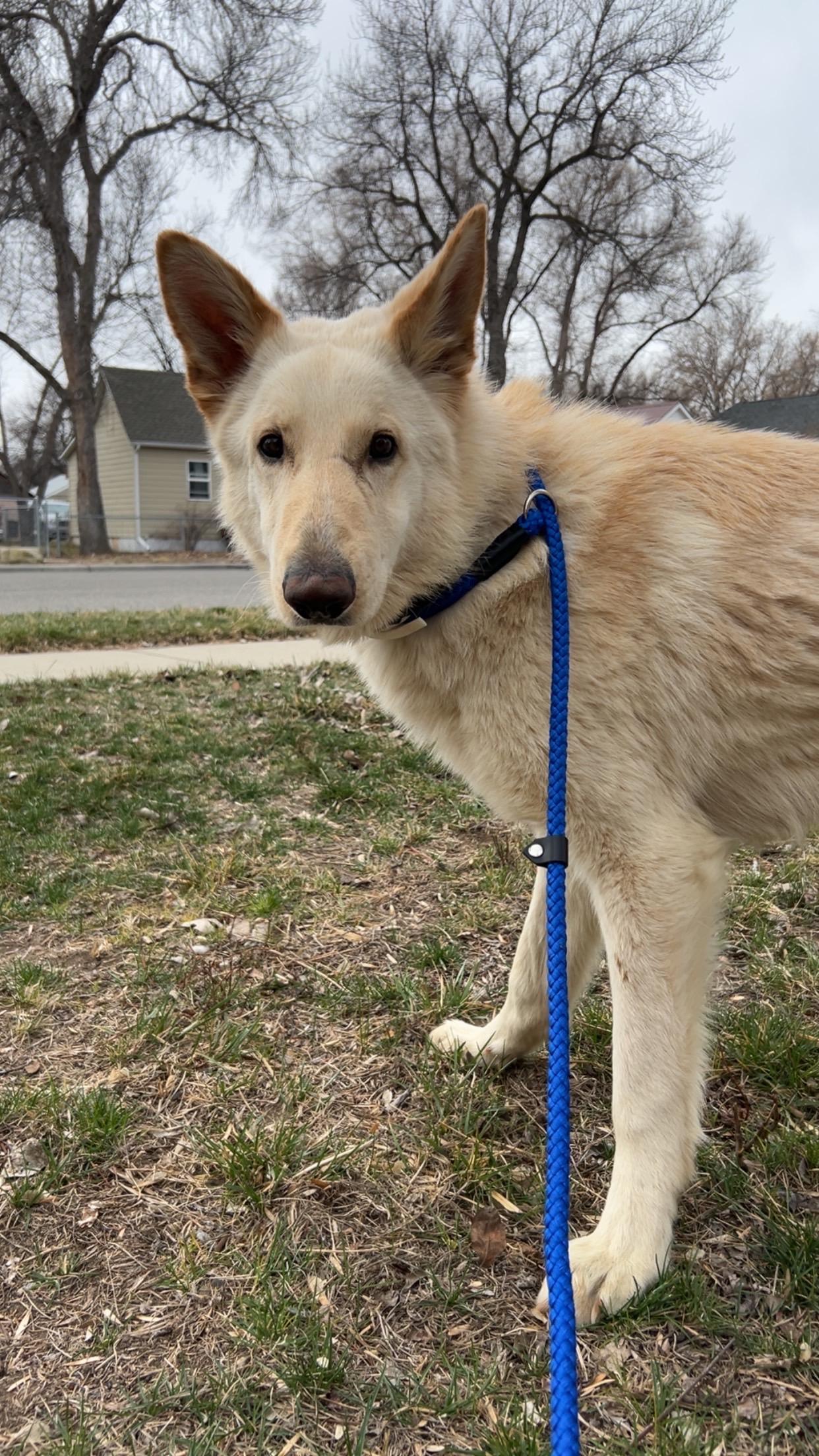 Enlarge Olaf, an adoptable German Shepherd Dog in Newport, WA image 6/6