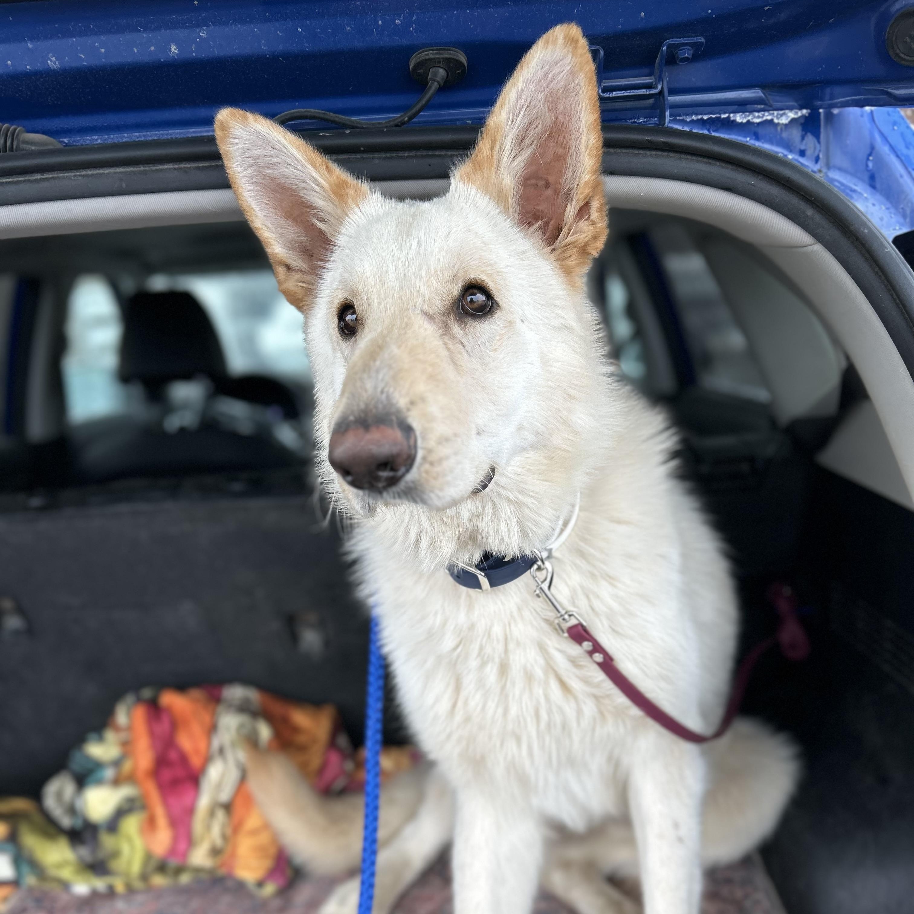 Enlarge Olaf, an adopted German Shepherd Dog in Newport, WA image 3/4