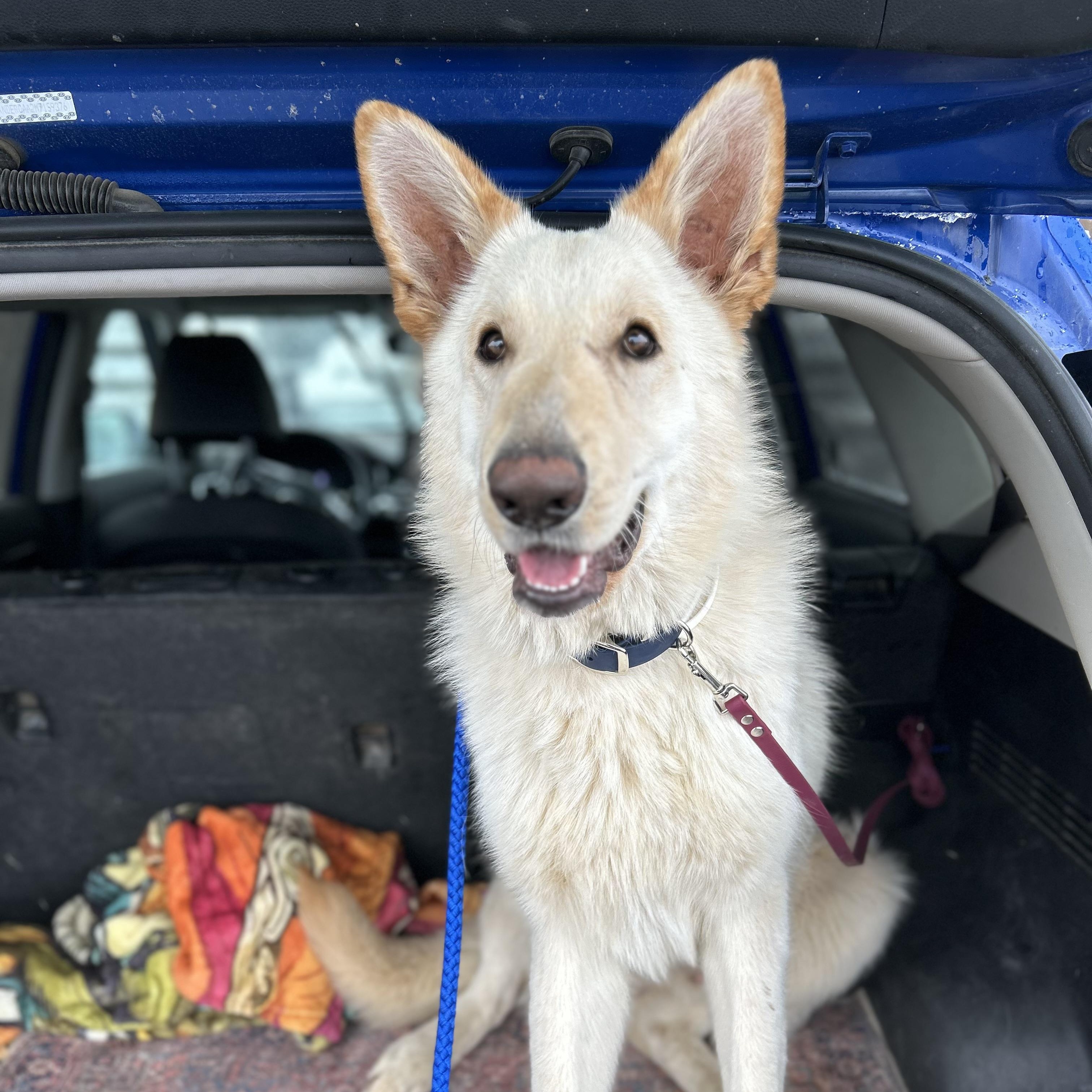 Enlarge Olaf, an adopted German Shepherd Dog in Newport, WA image 2/4