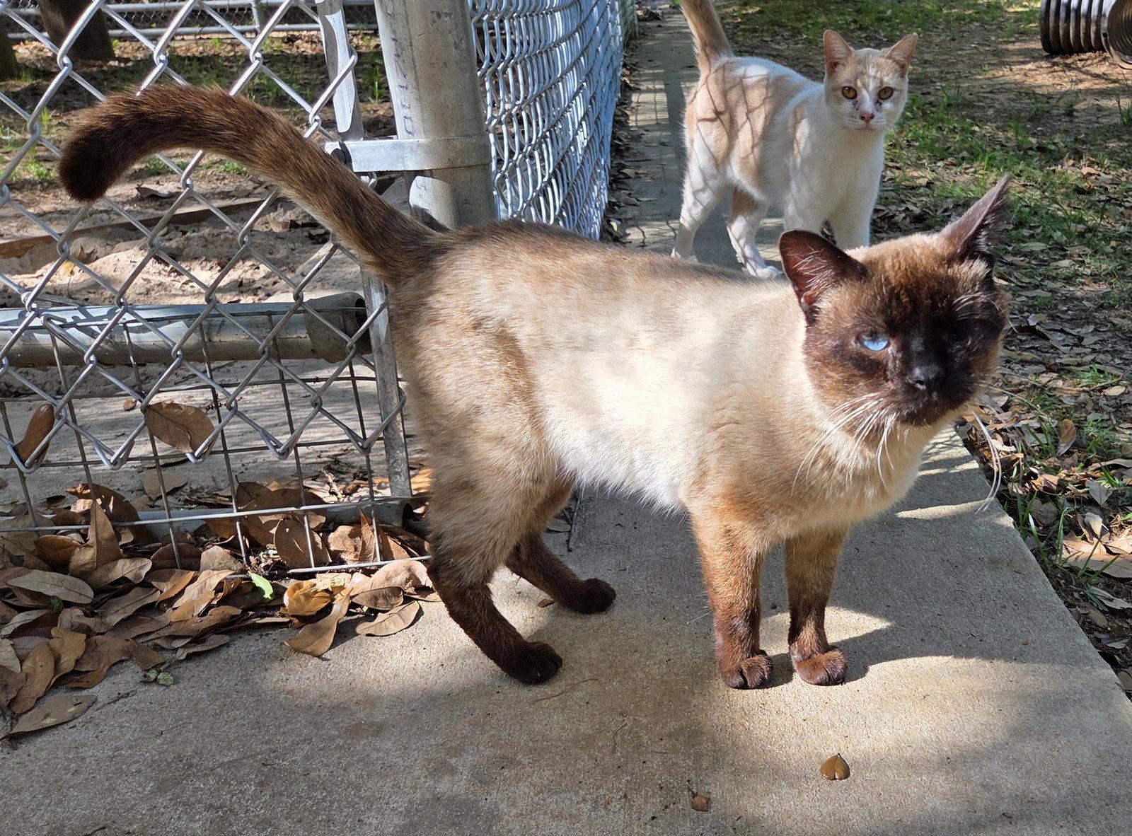 Enlarge Simon, a Adoptable mixed breed in Magnolia Springs, AL image 2/2