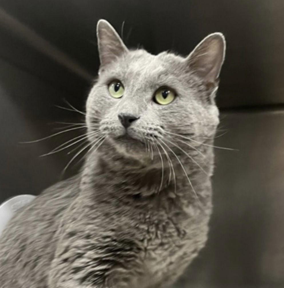 Sardine, a Adopted Domestic Short Hair in Wheaton, IL image 1/3