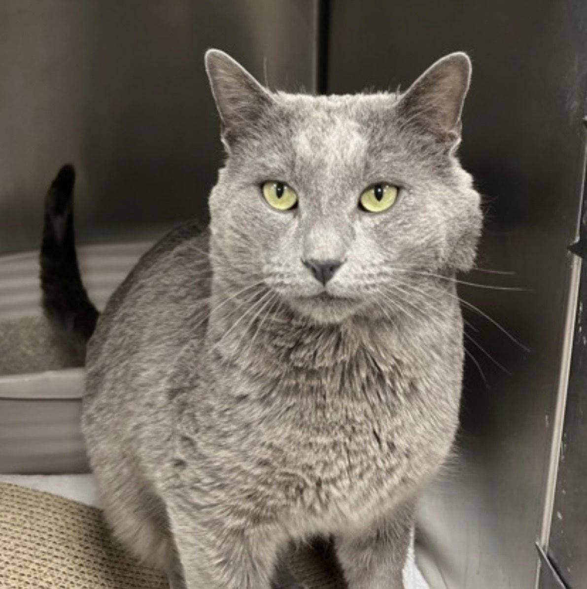 Sardine, a Adopted Domestic Short Hair in Wheaton, IL image 3/3