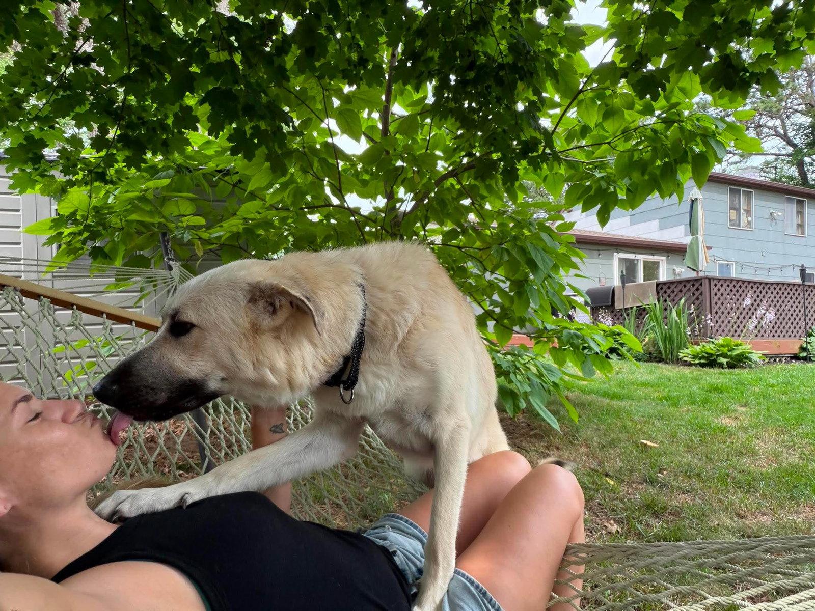 MONTE, Adoptable, Young Male Great Pyrenees & Anatolian Shepherd.