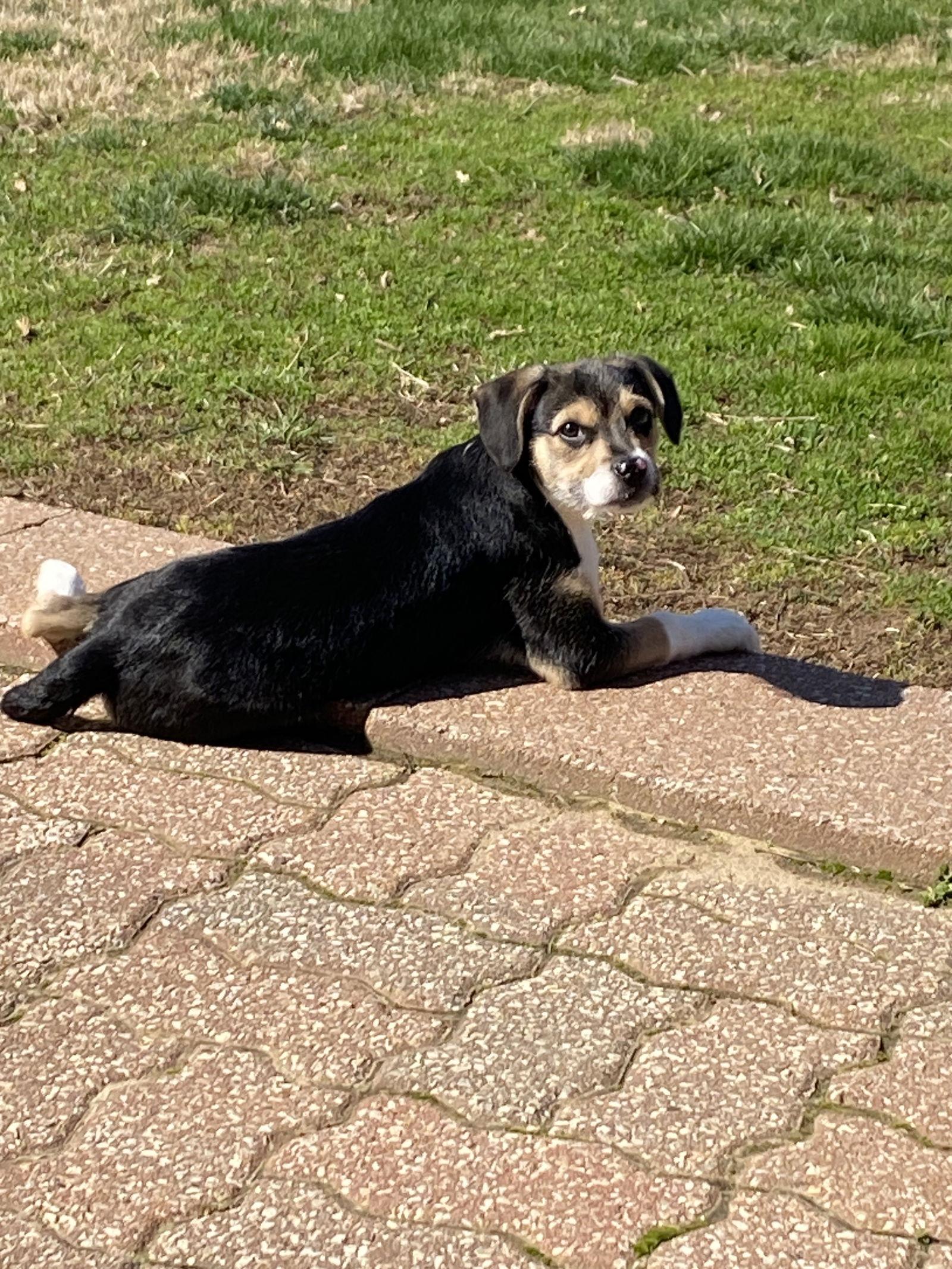 Josie, Adopted, Puppy Female Fox Terrier & Terrier.