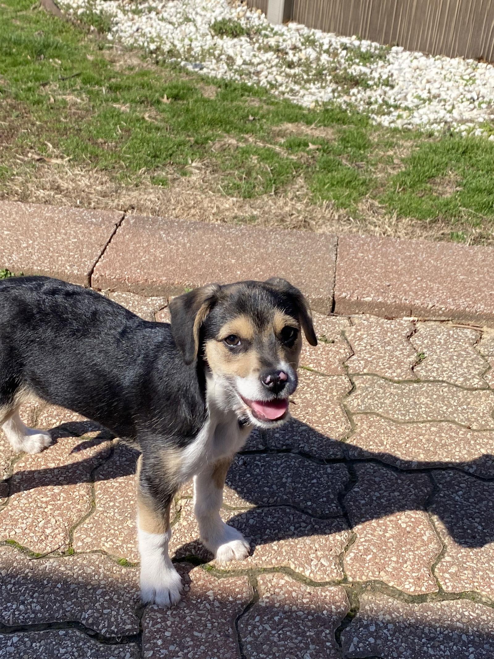 Enlarge Josie, a Adopted mixed breed in Barnhart, MO image 2/3