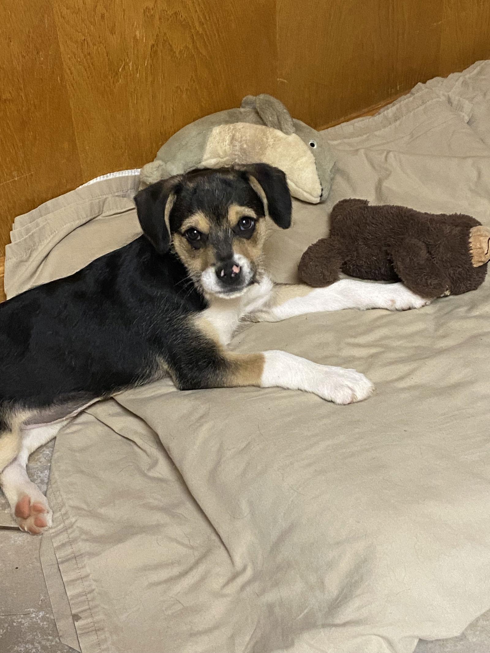 Enlarge Josie, a Adopted mixed breed in Barnhart, MO image 3/3