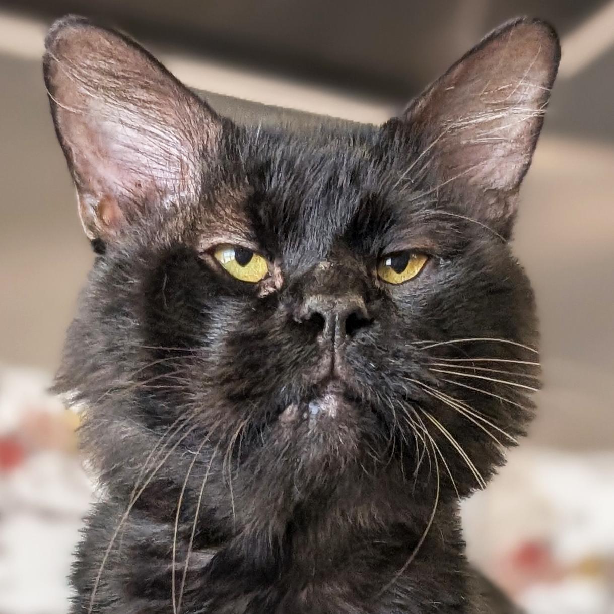 Benny, Adoptable, Adult Male Domestic Medium Hair.