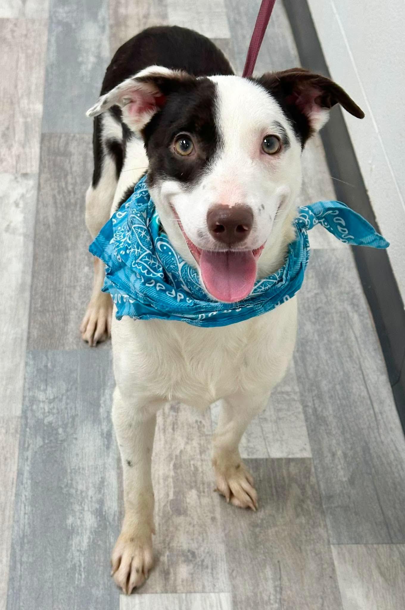 Musso, a ADOPTABLE mixed breed in Olympia, WA image 2/5