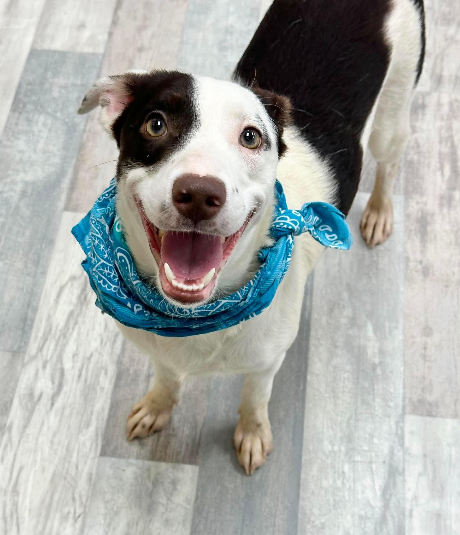Musso, a ADOPTABLE mixed breed in Olympia, WA image 4/5