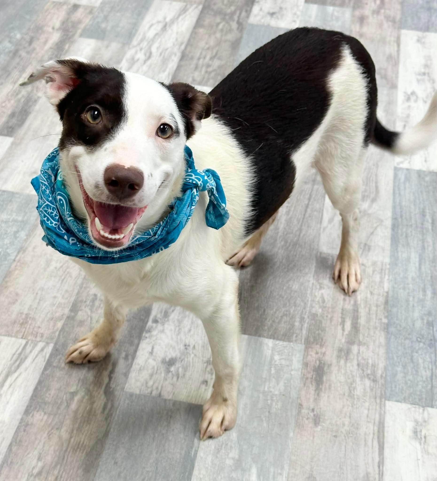 Musso, ADOPTABLE, Puppy Male Australian Shepherd.