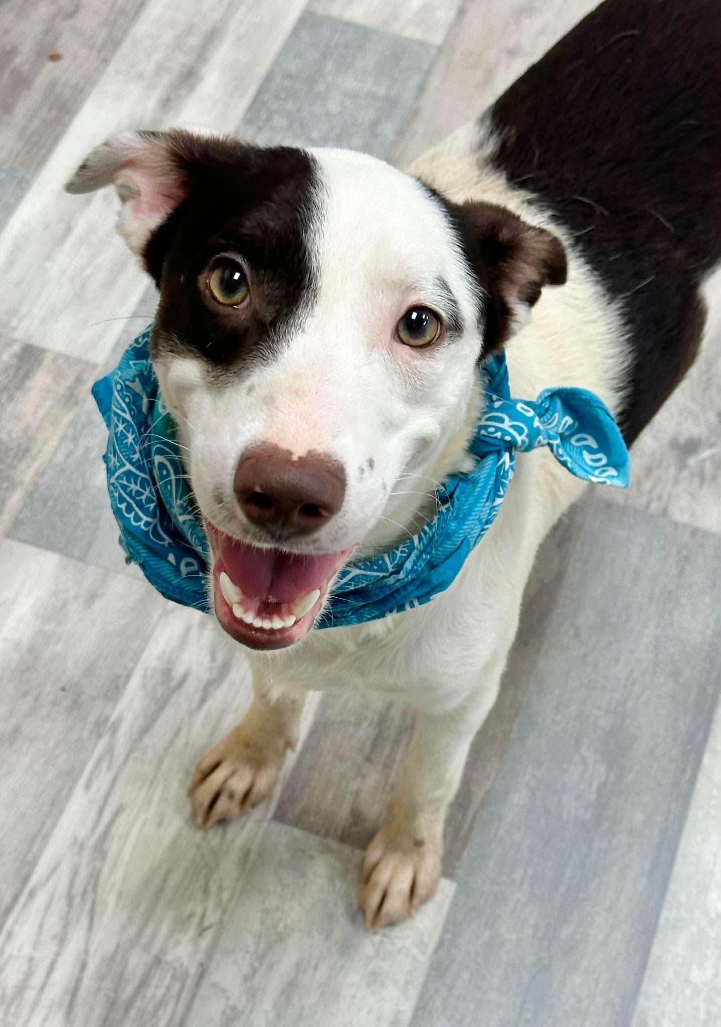 Musso, a ADOPTABLE mixed breed in Olympia, WA image 3/5