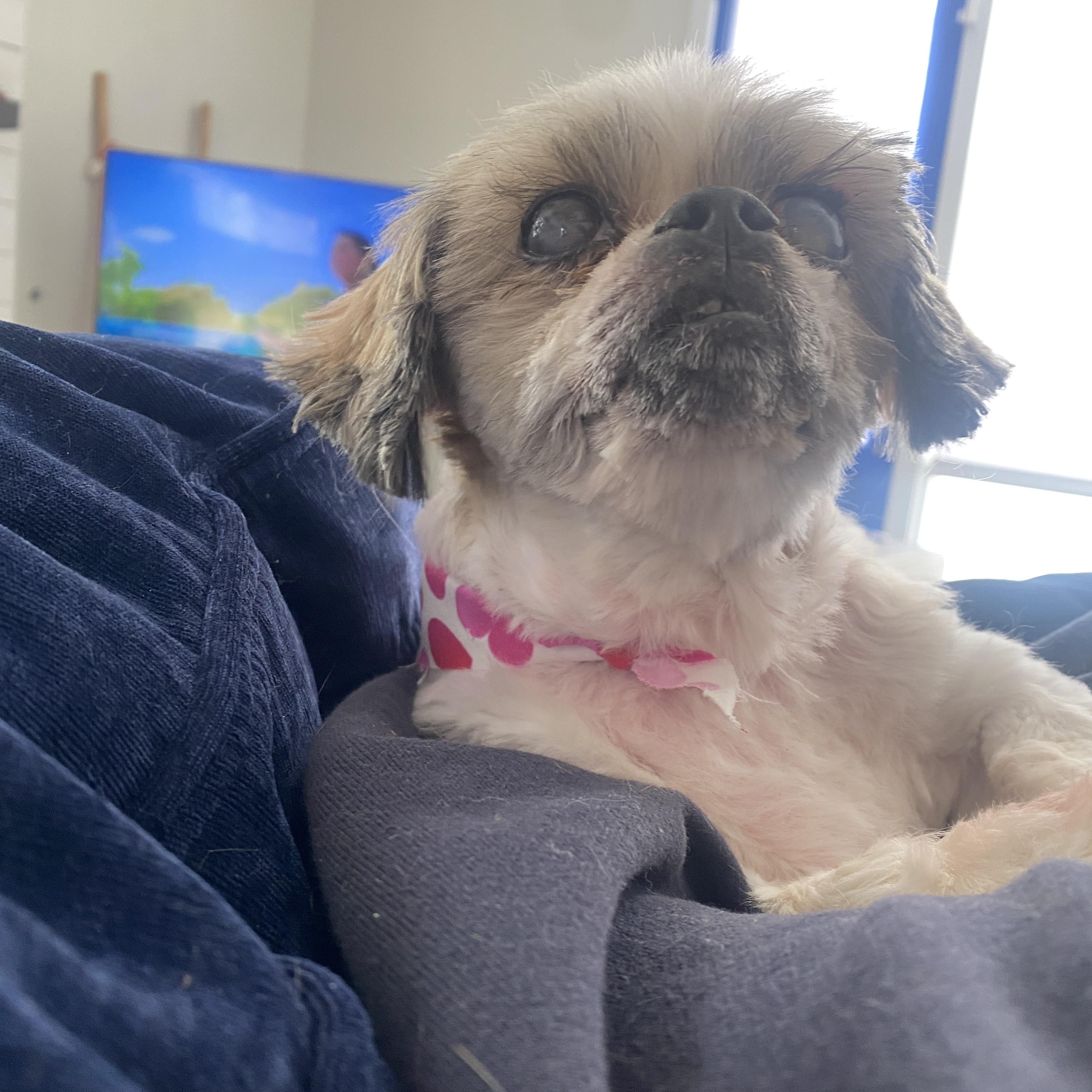 Enlarge Dottie, an adopted mixed breed in Memphis, TN image 4/4