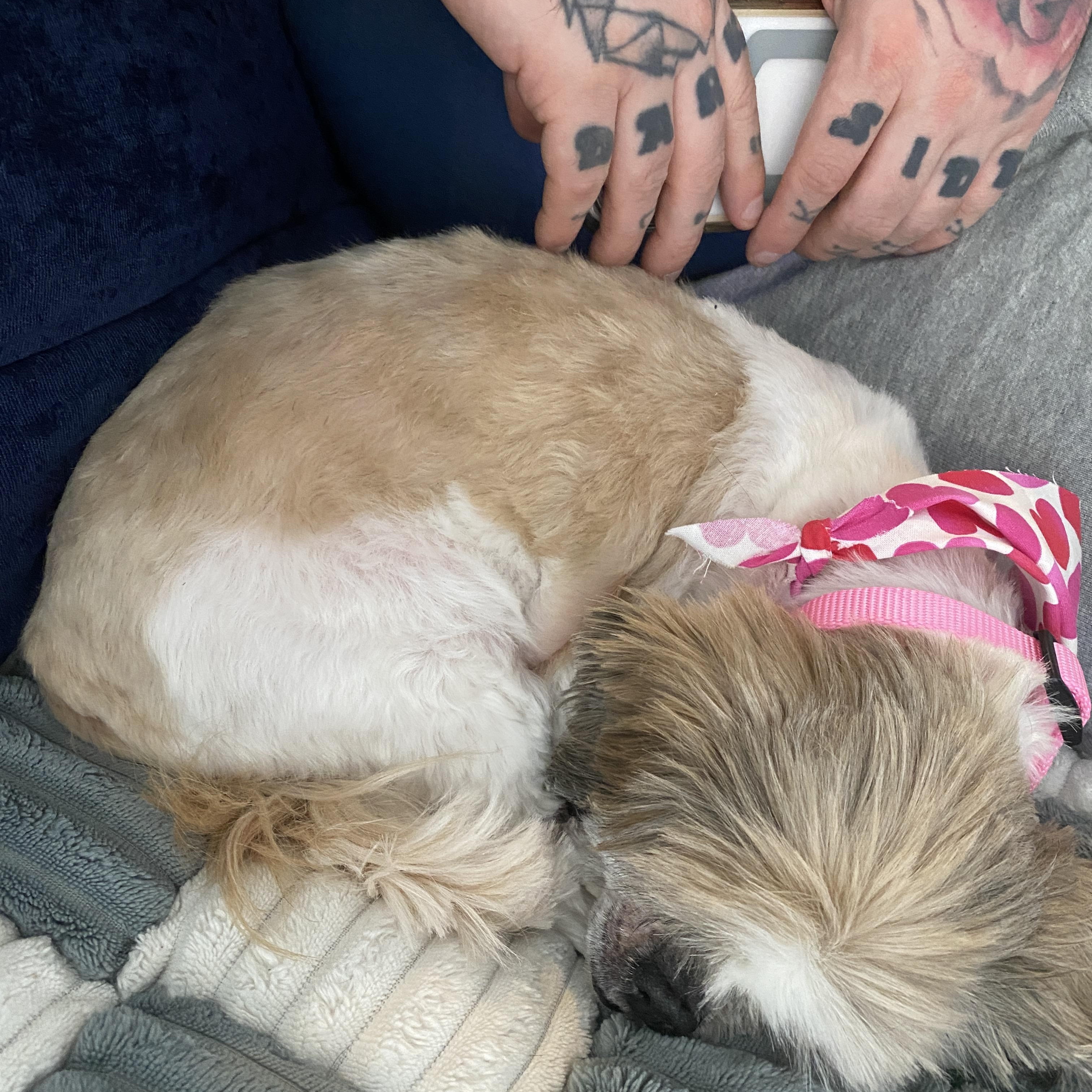 Enlarge Dottie, an adopted mixed breed in Memphis, TN image 3/4