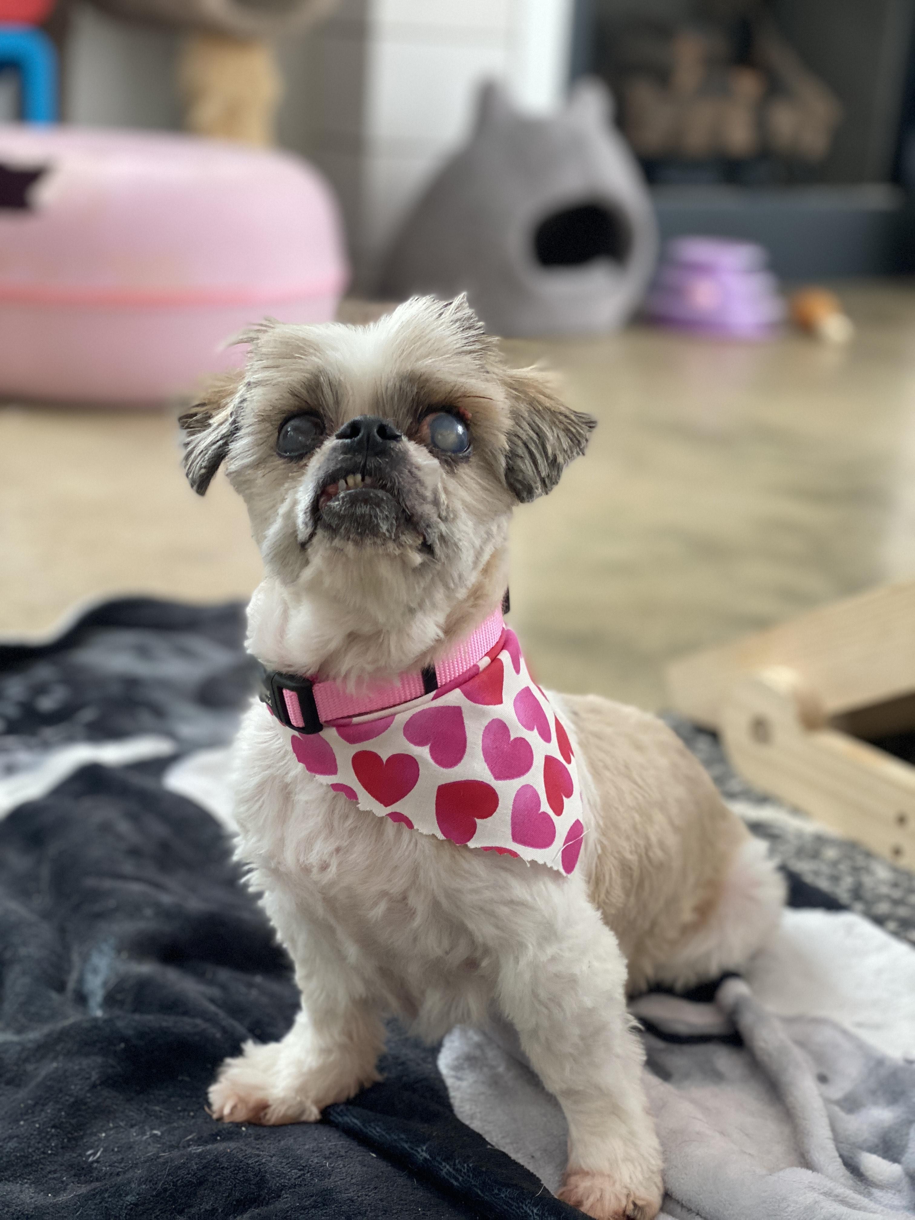 Dottie, adopted, Senior Female Shih Tzu.