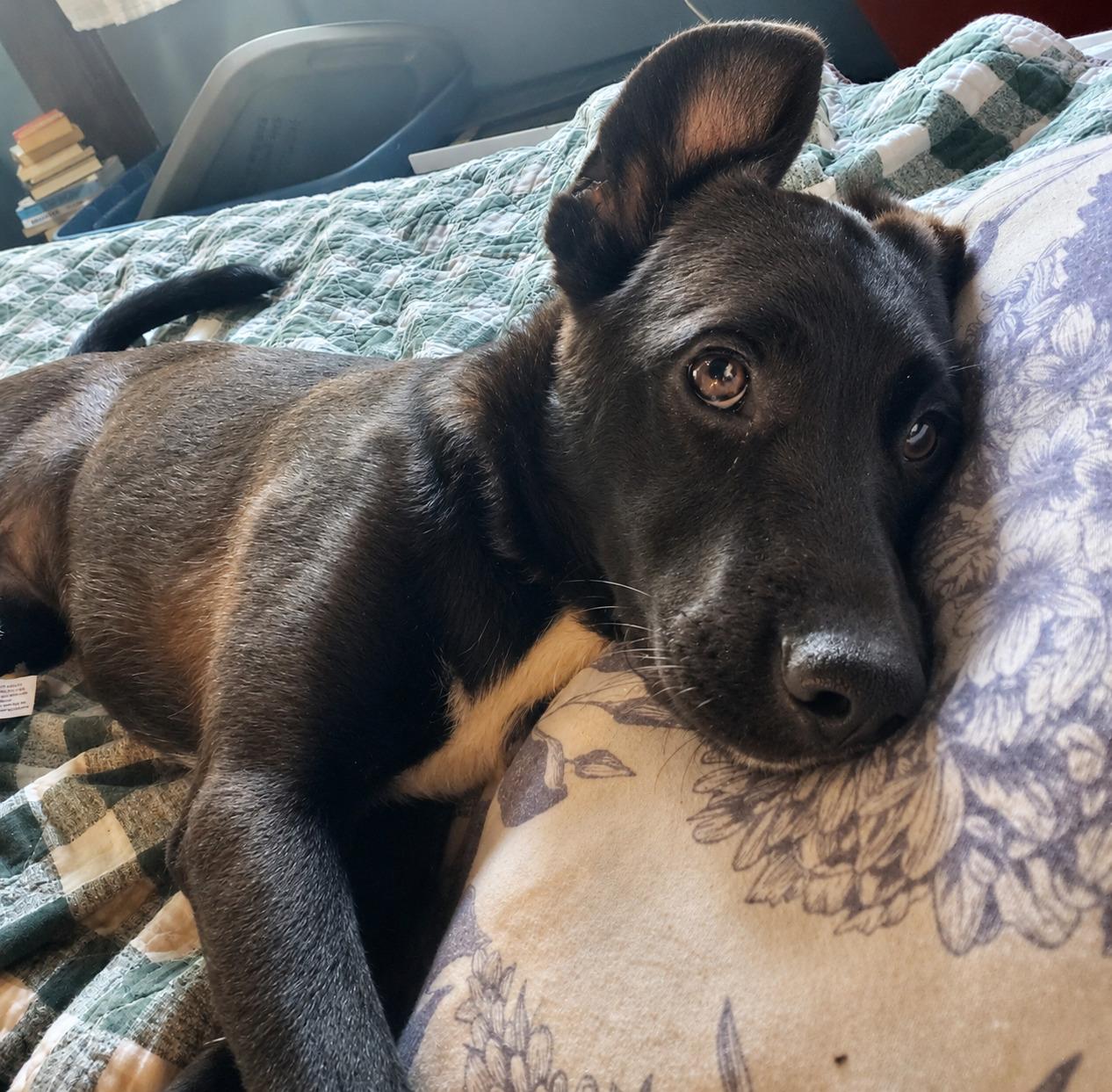 Flo - In CT, Adoptable, Puppy Female Black Labrador Retriever.