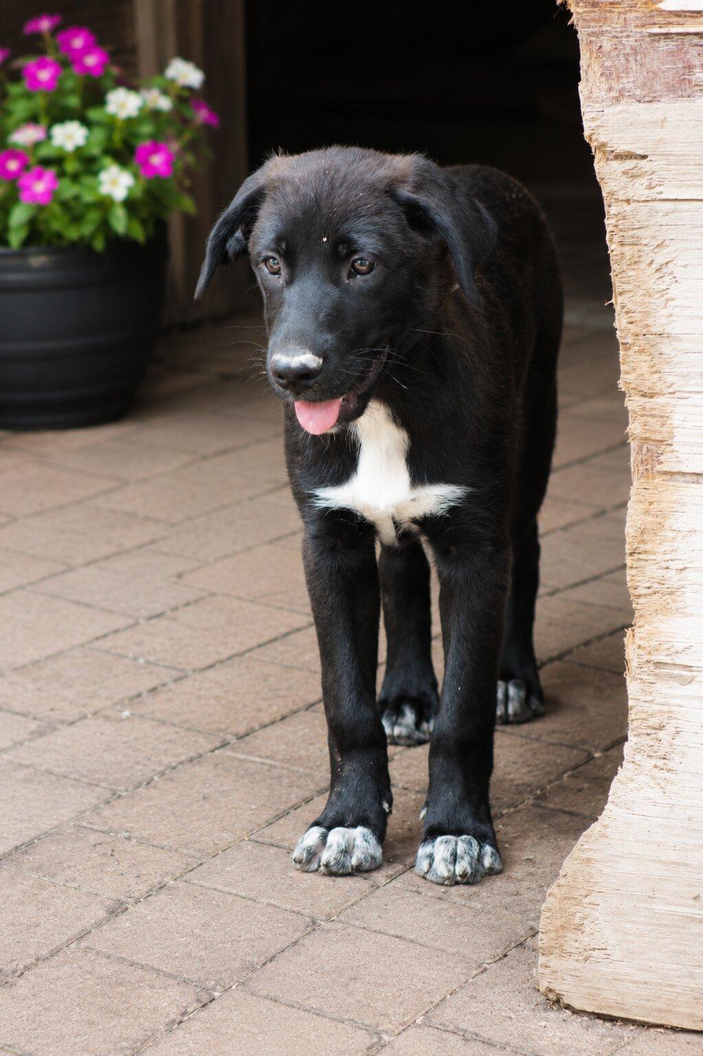 Enlarge Flo, a Adoptable mixed breed in Willington, CT image 2/6