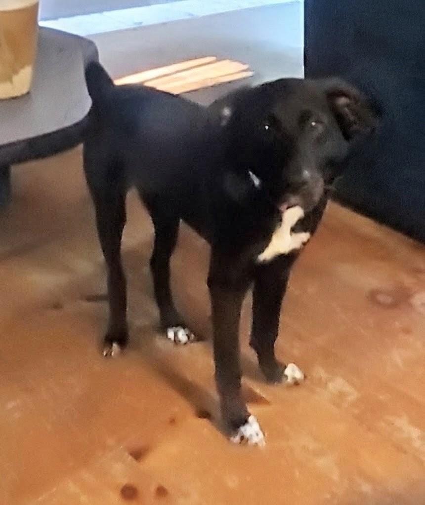 Flo - In CT, a Adoptable mixed breed in Willington, CT image 2/6