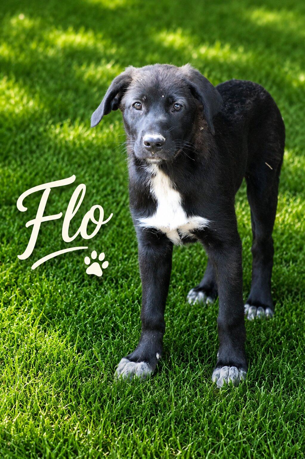 Enlarge Flo, a Adoptable mixed breed in Willington, CT image 3/6