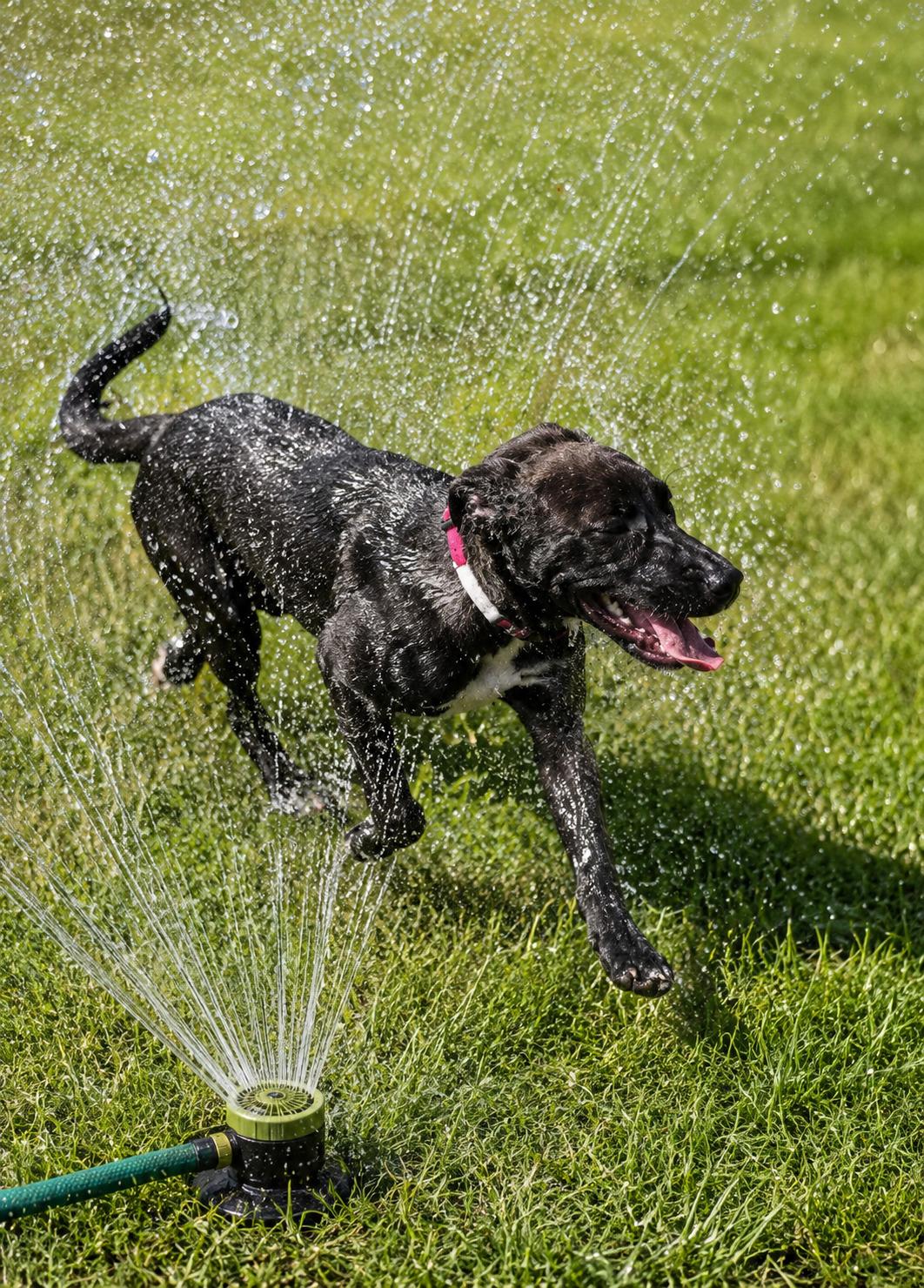 Flo - In CT, a Adoptable mixed breed in Willington, CT image 4/6