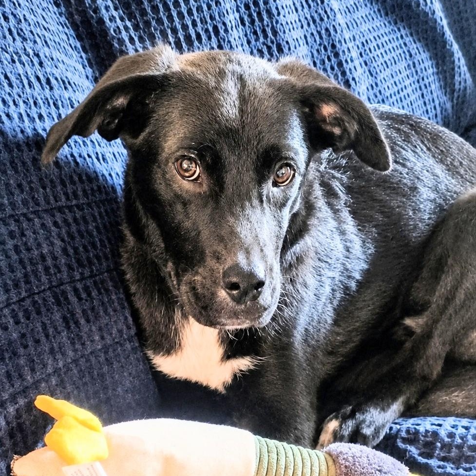 Flo - In CT, a Adoptable mixed breed in Willington, CT image 3/6