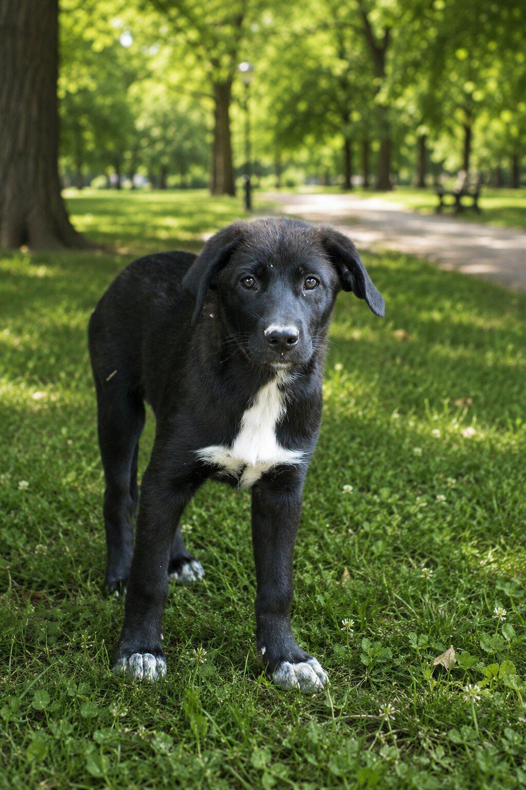 Enlarge Flo, a Adoptable mixed breed in Willington, CT image 4/6