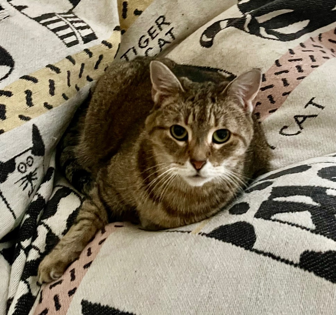 Cat for adoption Tulip declawed a Tabby Domestic Short Hair Mix in Mobile AL Petfinder