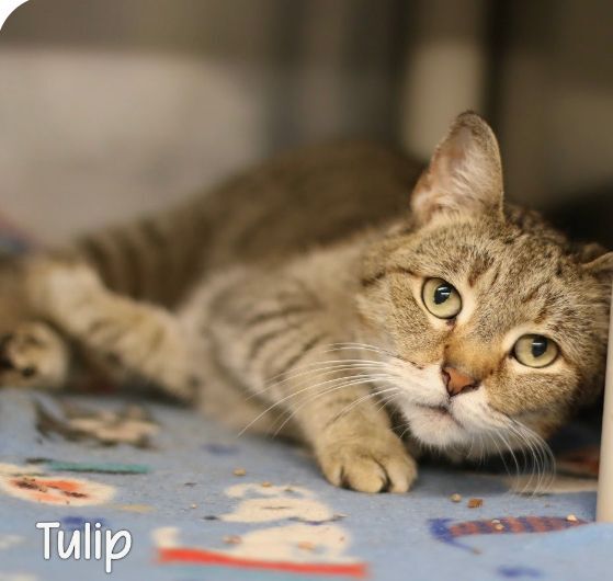 Cat for adoption Tulip declawed a Tabby Domestic Short Hair Mix in Mobile AL Petfinder