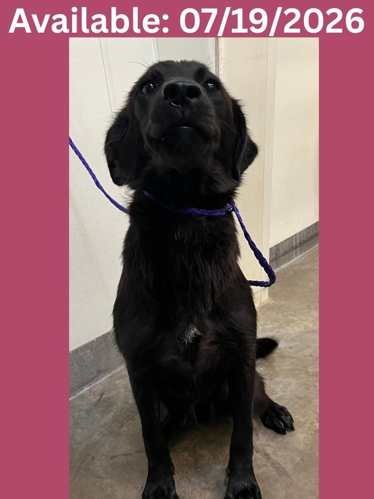 Dog Kennel #23, a Adoptable mixed breed in Greenville, TX image 1/2