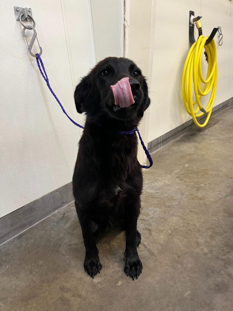 Dog Kennel #23, a Adoptable mixed breed in Greenville, TX image 2/2
