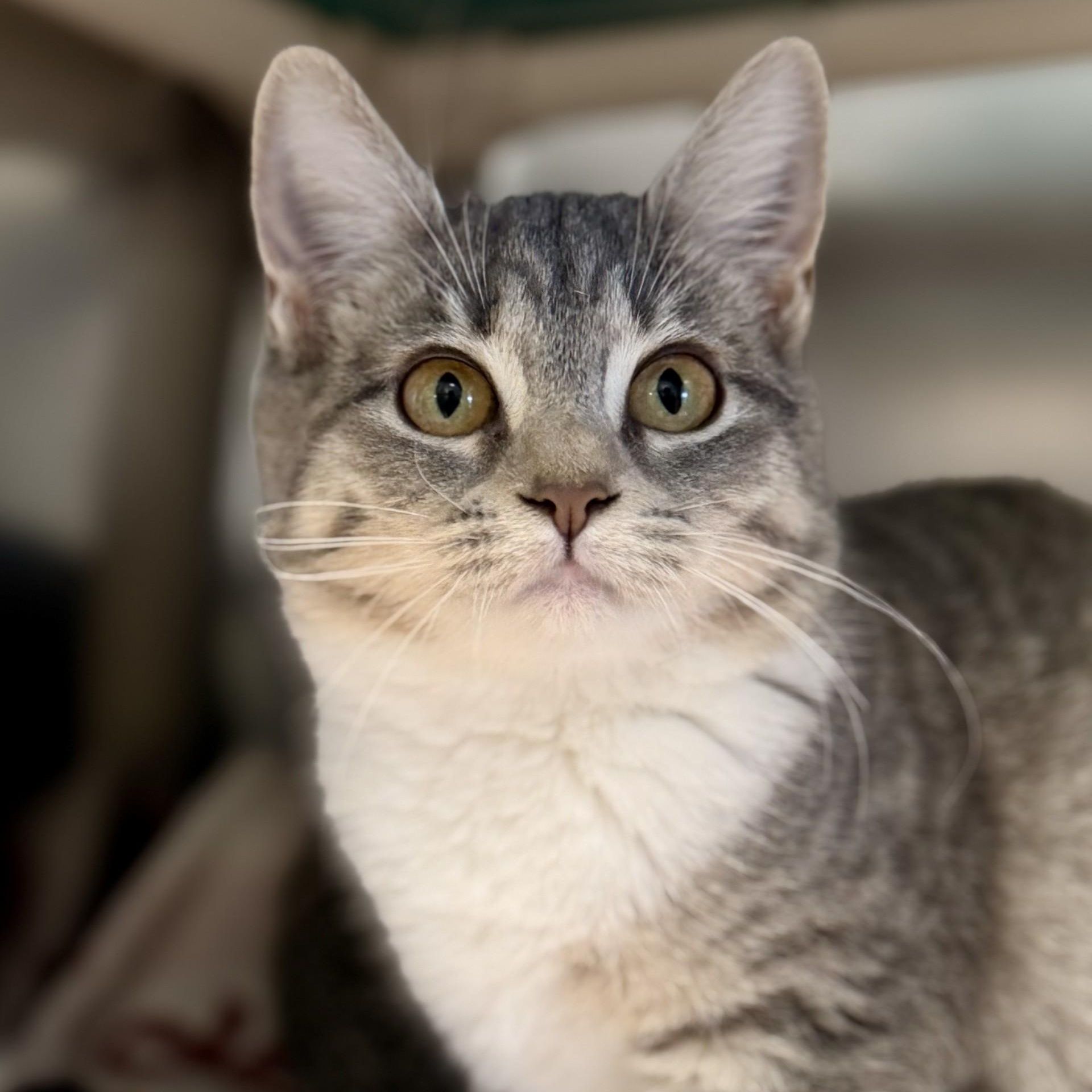 Enlarge Cozy, a Adoptable Domestic Short Hair in Manahawkin, NJ image 2/3