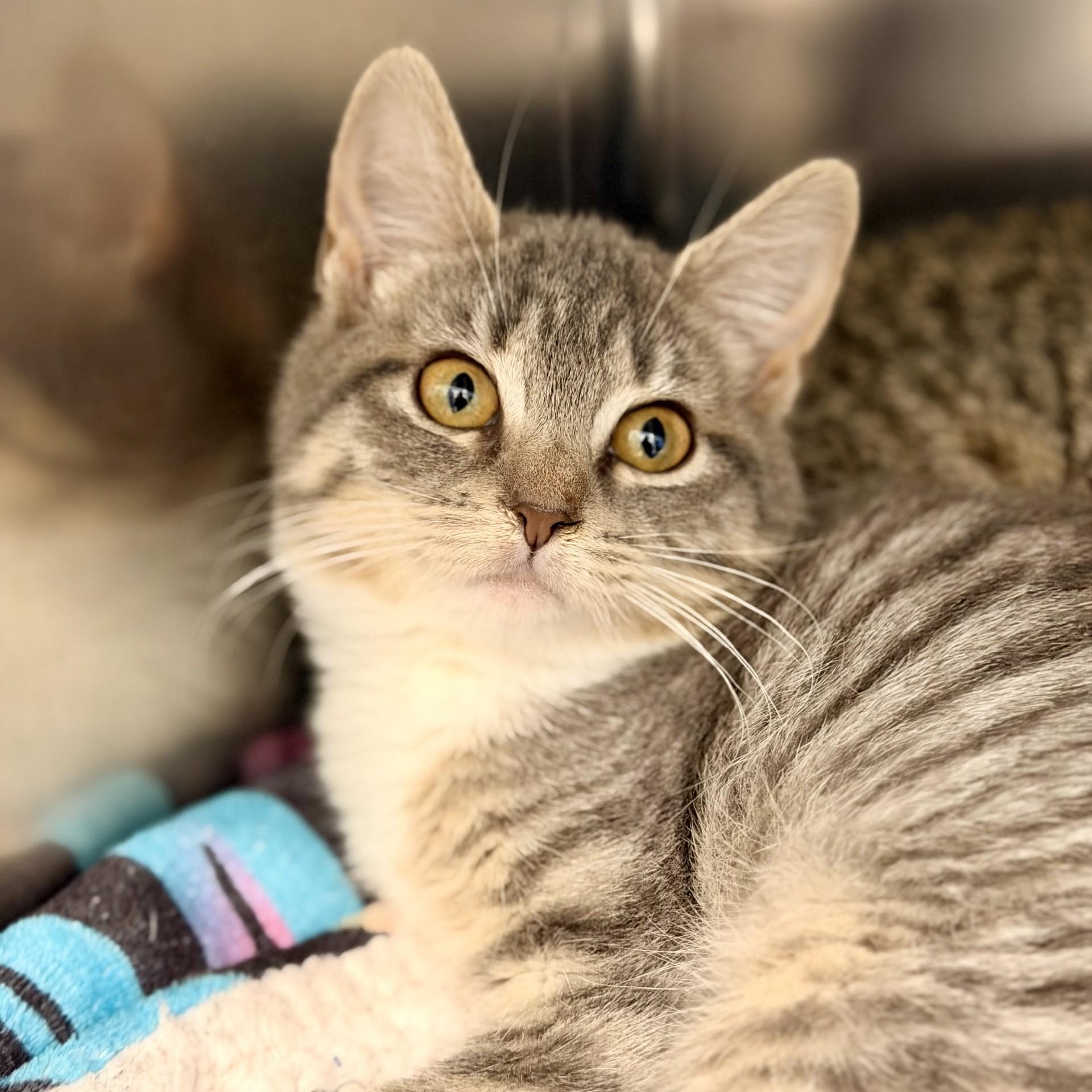 Cozy, ADOPTABLE, Kitten Female Domestic Short Hair.